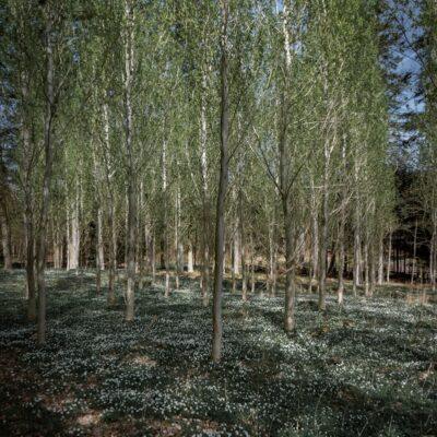 Silver Birch